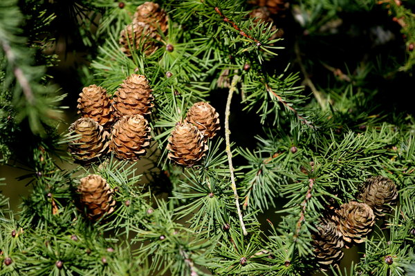 Pine tree and cones