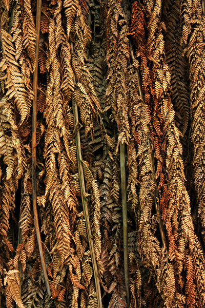 Dried fern texture