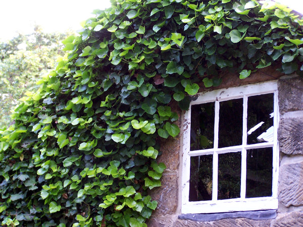 ivy covered window