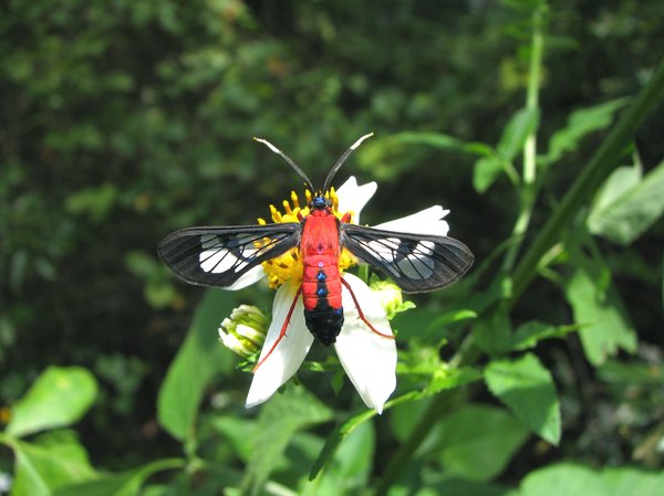 Scarlet Wasp Moth