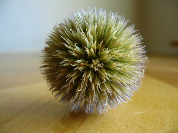 prickly ball
