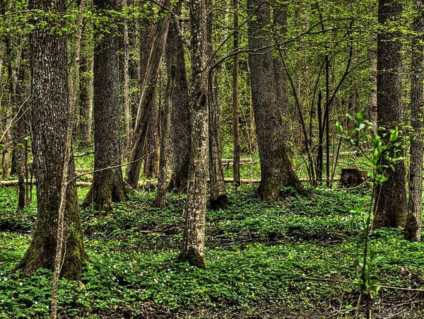 Forest - Bialowieza