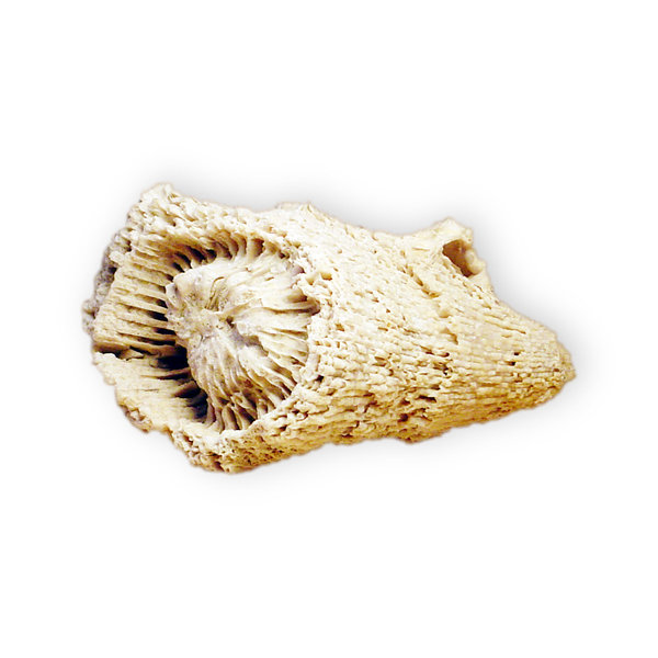 Fossilized shell