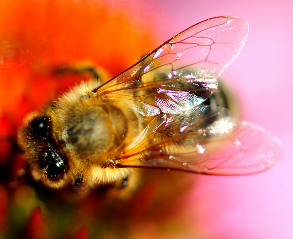 Honey Bee & FLower 4