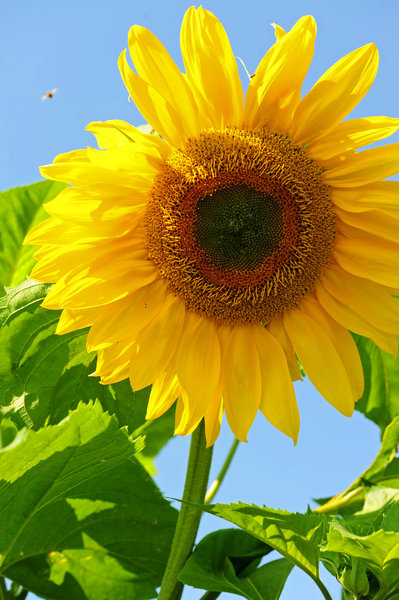 Sunflower Sunshine 5