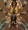 Wood Spider 3