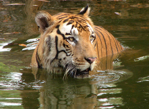Tiger in a Pool