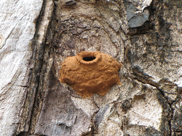 Potter Wasp Nest