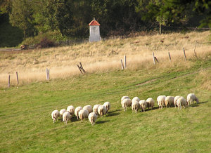 Herd Why Do Animals Herd | RM. Herd Why Do Animals Herd | RM.