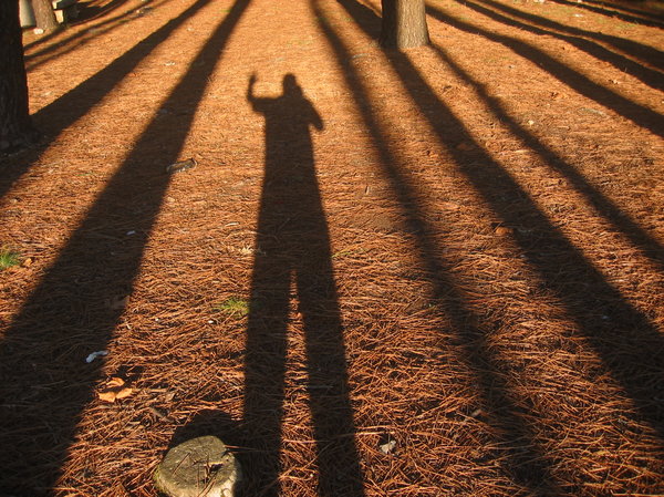 Tree shadows & photographe