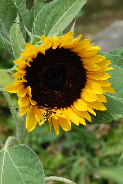 Sunflower with Wasp