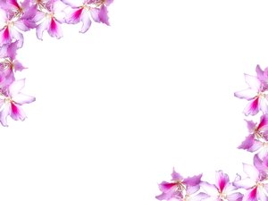 Spring Coloring on Floral Border 10  Floral Border On Blank Page  Lots Of Copyspace  No