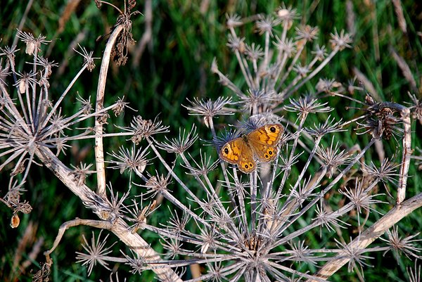 Dry plants & butterfly