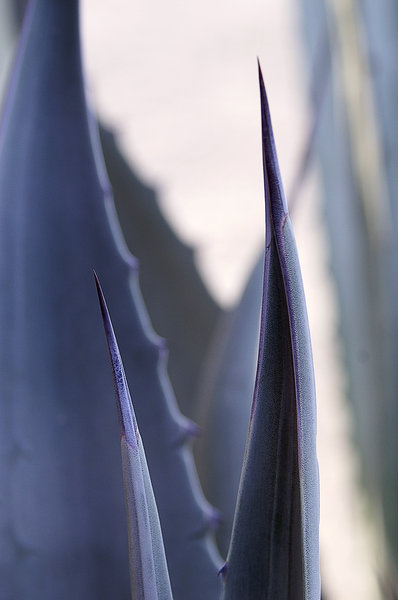 Agave Spines