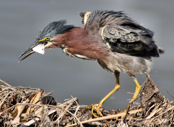 Green Heron With his Lunch