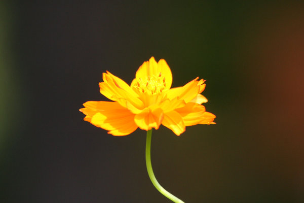 Yellow Alone Flower