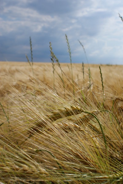 wheatfield 1