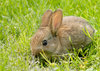 Baby rabbit 1
