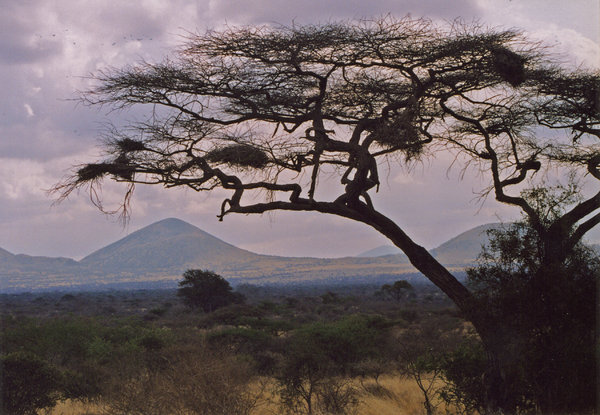 african landscape 2