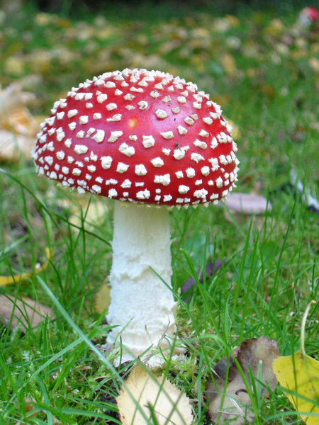 Wild Mushroom 2