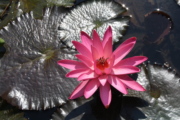 water-lily 2