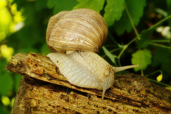snail on the tree trunk