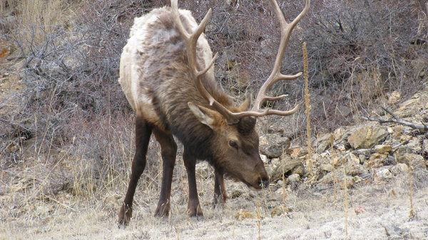Elk 4