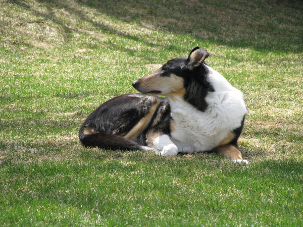 Smooth Collie