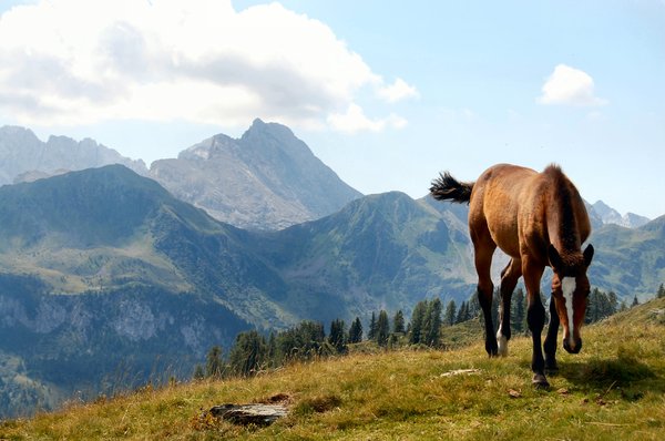 Pony on Austrian mountain