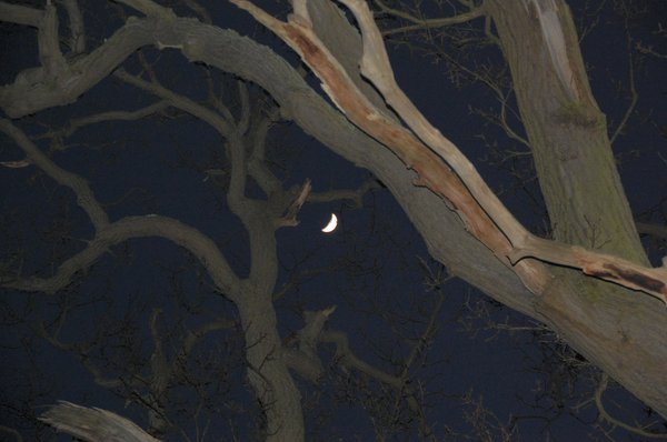 Waxing moon through branches 1