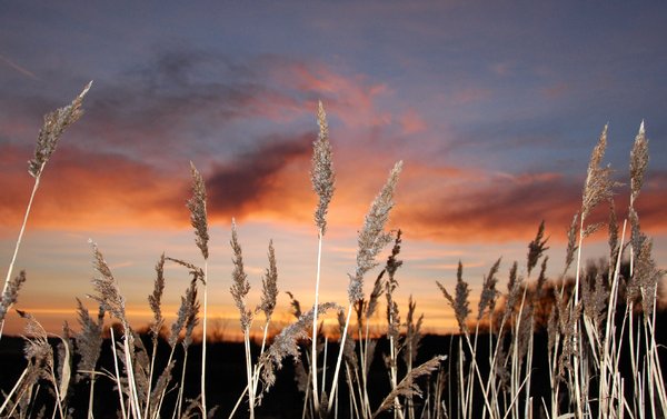 Reedbed at sunset 2