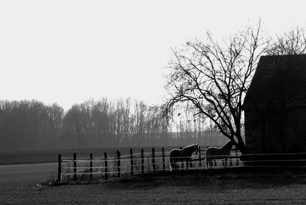 Horses in the campagne