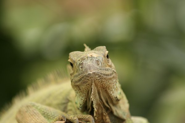 Reptile closeup