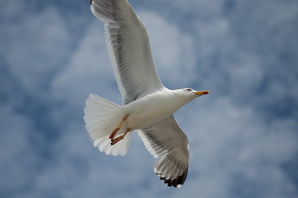 Flying seagull 4