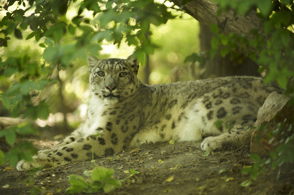 Snow leopard in the bush