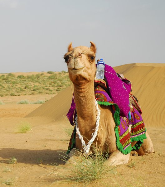 Camel in Tar desert