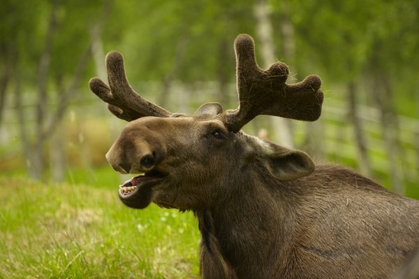 Portrait of a young male moose