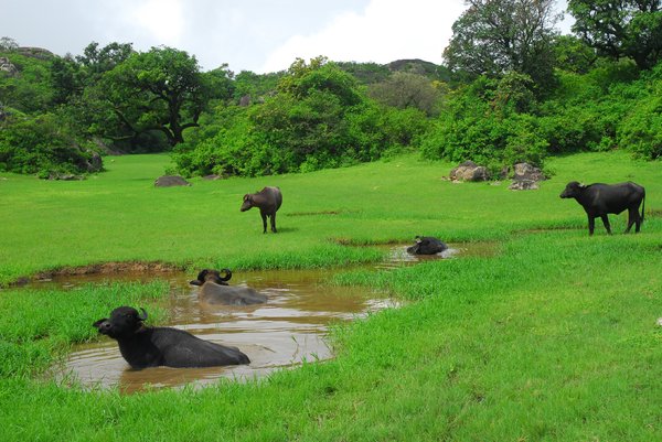Buffalos in water
