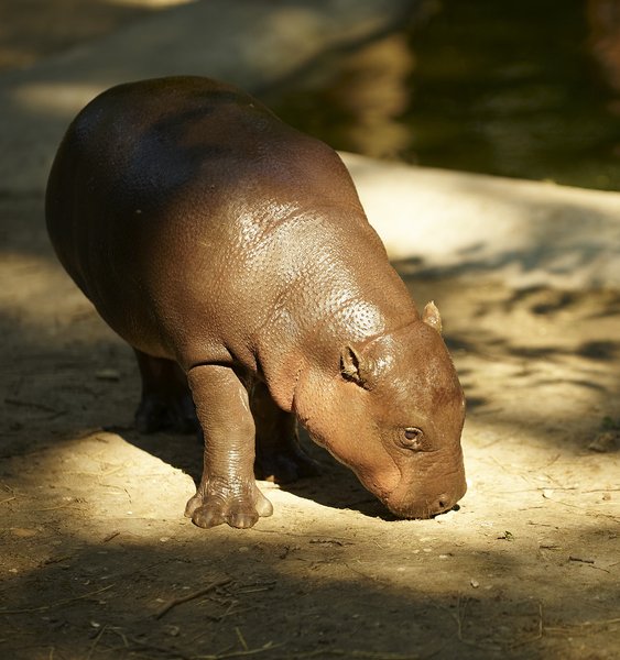 Calf of hippopotamus