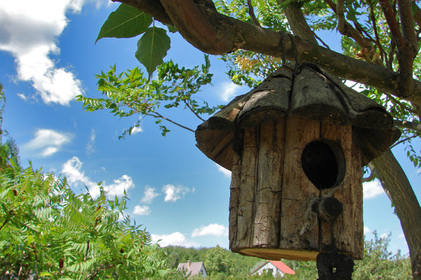 bird's house