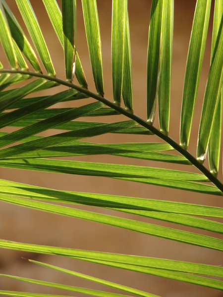 palm leaf 1