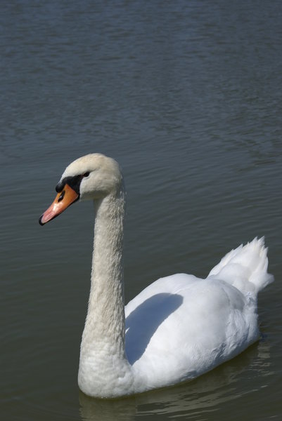 White swan in Paris