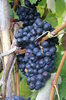 Grape 4