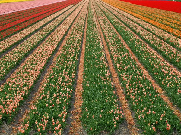 Tulip Season in the Netherland