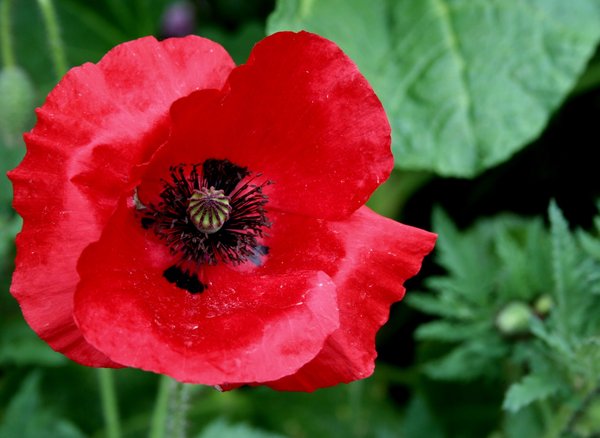 red poppy seed