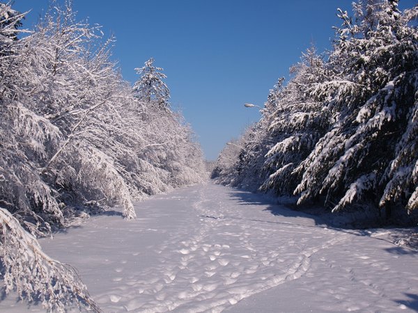 Snowy lane