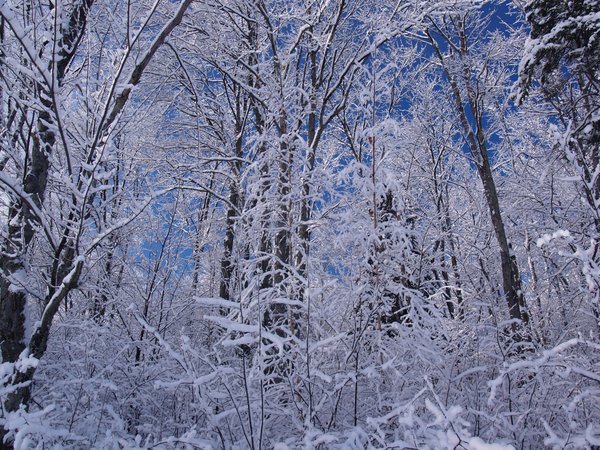 snow covered trees 1