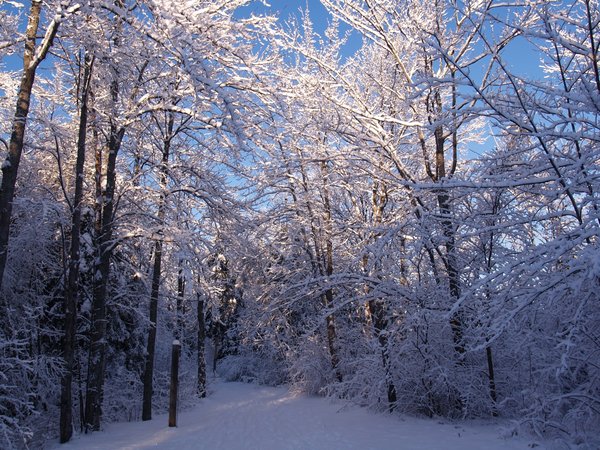 Beauty of snow 5