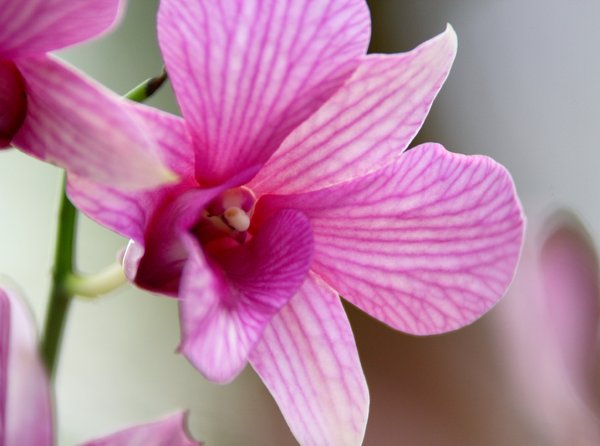 Orchid Series 5