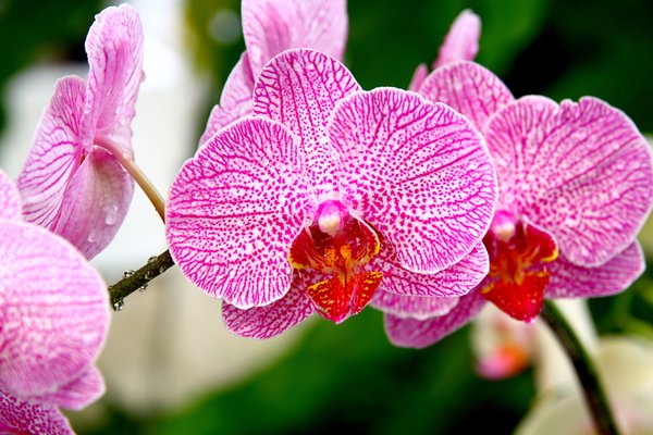 Orchid Season 4